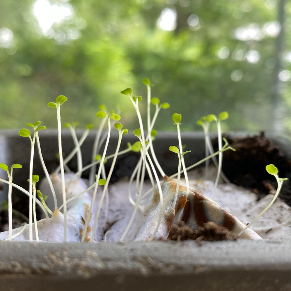 Plantable Postcards